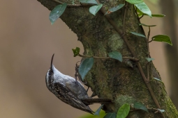 Wildlife Landbird Bar-tailedTreecreeper DSC1756