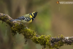 Wildlife Landbird Black-loredTit DSC3528