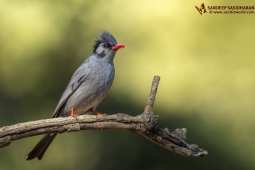 Wildlife Landbird BlackBulbul DSC9736