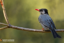 Wildlife Landbird BlakBulbul DSC9750