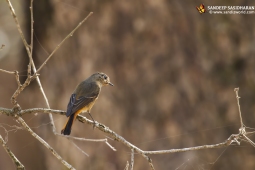 Wildlife Landbird Blue-frontedRedstartFemale DSC1070