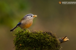 Wildlife Landbird Blue-wingedSiva DSC3472