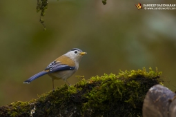 Wildlife Landbird Blue-wingedSiva DSC3844