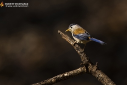 Wildlife Landbird Blue-wingedSiva DSC9325