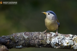 Wildlife Landbird Blue-wingedSiva DSC9423