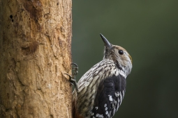 Wildlife Landbird Brown-frontedWoodpeckerMale DSC3857