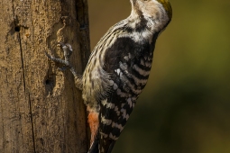 Wildlife Landbird Brown-frontedWoodpeckerMale DSC9855