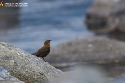 Wildlife Landbird BrownDipper DSC1446