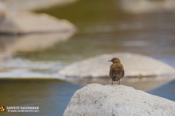 Wildlife Landbird BrownDipper DSC1501