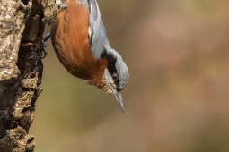 Wildlife Landbird Chestnut-belliedNuthatchFemale DSC2130