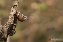 Wildlife Landbird Chestnut-belliedNuthatchFemale DSC2132