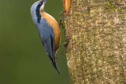 Wildlife Landbird Chestnut-belliedNuthatchFemale DSC3766