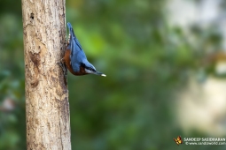 Wildlife Landbird Chestnut-belliedNuthatchMale DSC0256