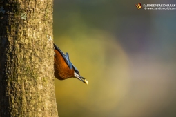 Wildlife Landbird Chestnut-belliedNuthatchMale DSC9127