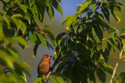 Wildlife Landbird CommonRoseFinch DSC0382