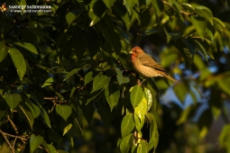 Wildlife Landbird CommonRoseFinch DSC0428