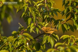 Wildlife Landbird CommonRosefinchFemale DSC0351