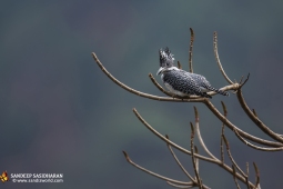 Wildlife Landbird CrestedKingfisher DSC1348