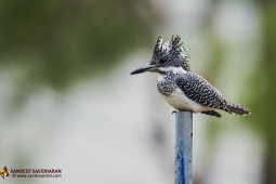 Wildlife Landbird CrestedKingfisher DSC1419