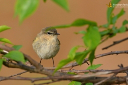 Landbird