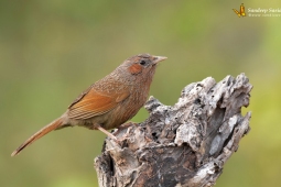 Landbird