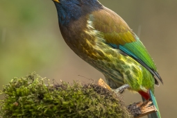 Wildlife Landbird GreatBarbet DSC3495