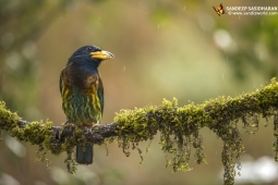 Wildlife Landbird GreatBarbet DSC3637