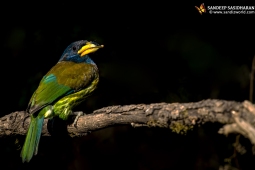 Wildlife Landbird GreatBarbet DSC9964