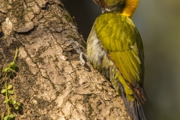 Wildlife Landbird GreaterYellownapeWoodpecker DSC2276