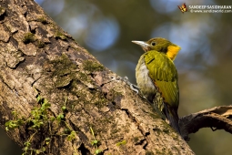 Wildlife Landbird GreaterYellownapeWoodpecker DSC2297