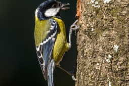 Wildlife Landbird Green-backedTit DSC9887