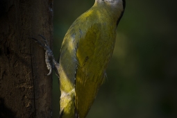 Wildlife Landbird Grey-headedWoodpeckerFemale DSC0076