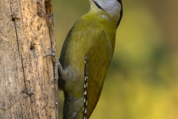 Wildlife Landbird Grey-headedWoodpeckerMale DSC0034