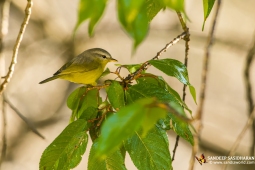 Wildlife Landbird Grey-hoodedWarbler DSC0520