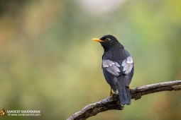 Wildlife Landbird Grey-wingedBlackbird DSC3757