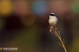 Wildlife Landbird GreyBushchat DSC2105