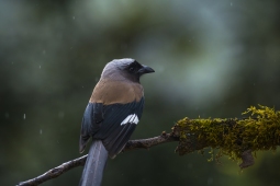 Wildlife Landbird GreyMagpie DSC3645