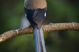 Wildlife Landbird GreyMagpie DSC8811