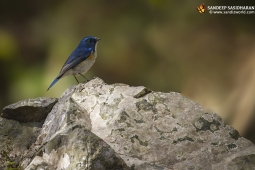 Wildlife Landbird HimalayanBluetail DSC1184