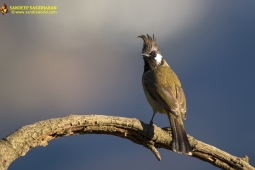 Wildlife Landbird HimalayanBulbul DSC8924