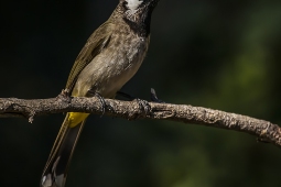 Wildlife Landbird HimalayanBulbul DSC9799