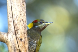 Wildlife Landbird LesserYellownapeWoodpecker DSC0106