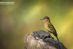 Wildlife Landbird MountainBulbul DSC9271