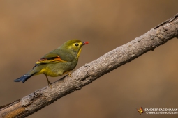 Wildlife Landbird Orange-billedLeiothrix DSC2322