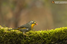 Wildlife Landbird Orange-billedLeiothrix DSC3537