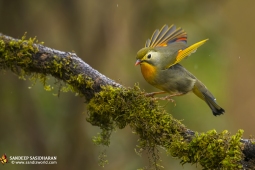 Wildlife Landbird Orange-billedLeiothrix DSC3724