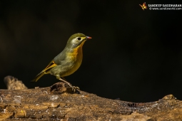 Wildlife Landbird Orange-billedLeiothrix DSC9816