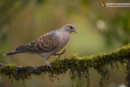 Wildlife Landbird OrientalTurtleDove DSC3654