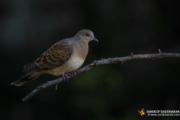 Wildlife Landbird OrientalTurtleDove DSC8887