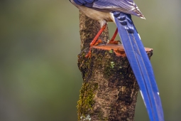 Wildlife Landbird Red-billedBlueMagpie DSC3785